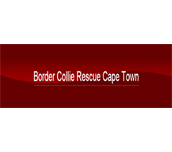 pug rescue cape town click to feed 2016 results montego pug rescue cape town click to feed 2016 results montego