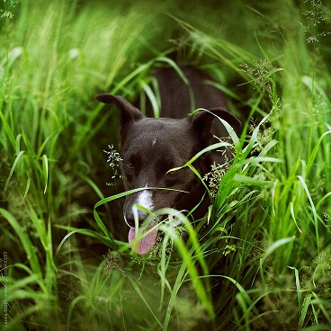 Why Dogs Need So Much Excercise Why Dogs Need So Much Excercise