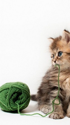 What Should You Look For In A Cat Food Brand What Should You Look For In A Cat Food Brand