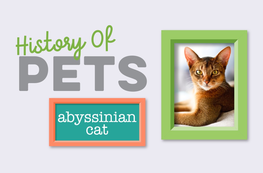 Blog - History of Pets - Abyssinian Cat