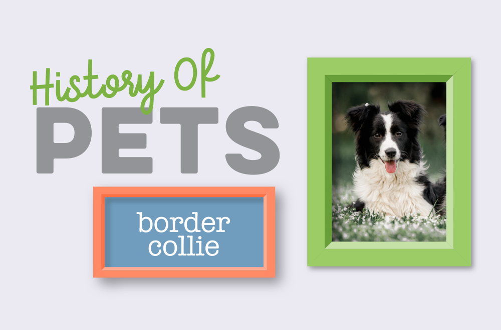 Blog - History of Pets - Border Collie