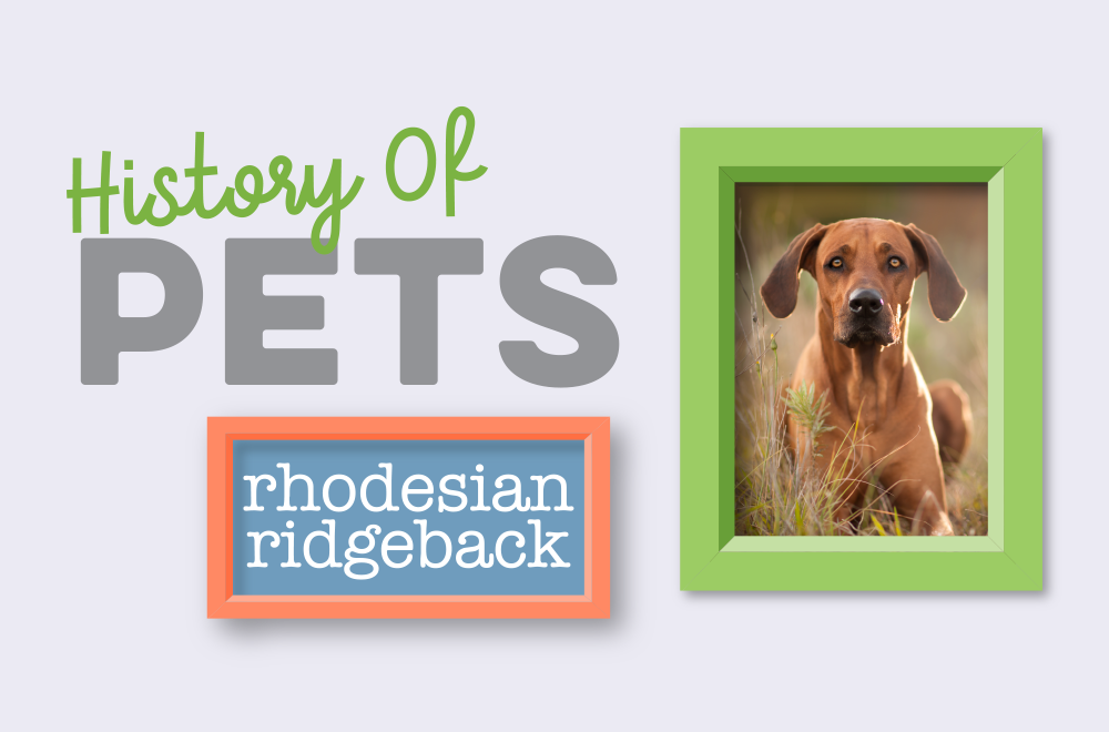 Blog - History of Pets - Ridgie