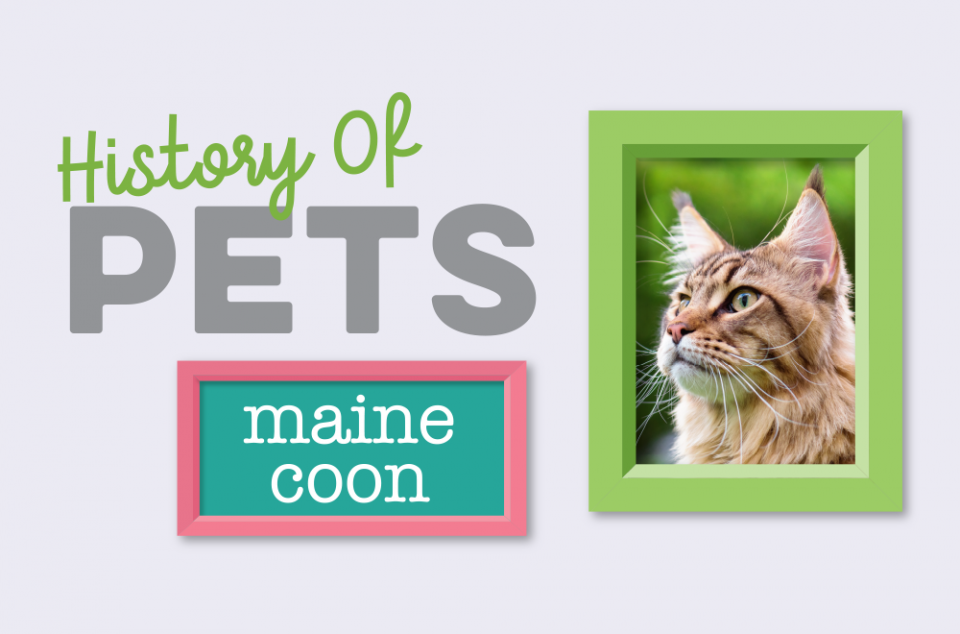 Blog - History of Pets - Maine Coon