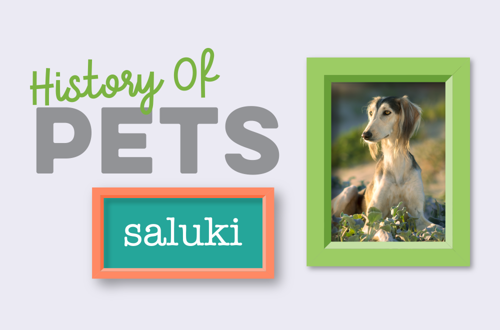 Blog - History of Pets - Saluki