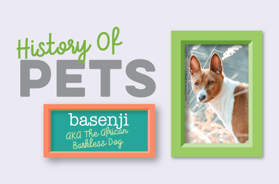 Blog - History of Pets - Basenji