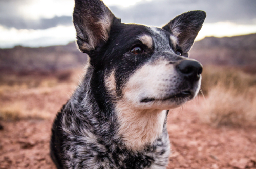 australian cattle dog wags its tail