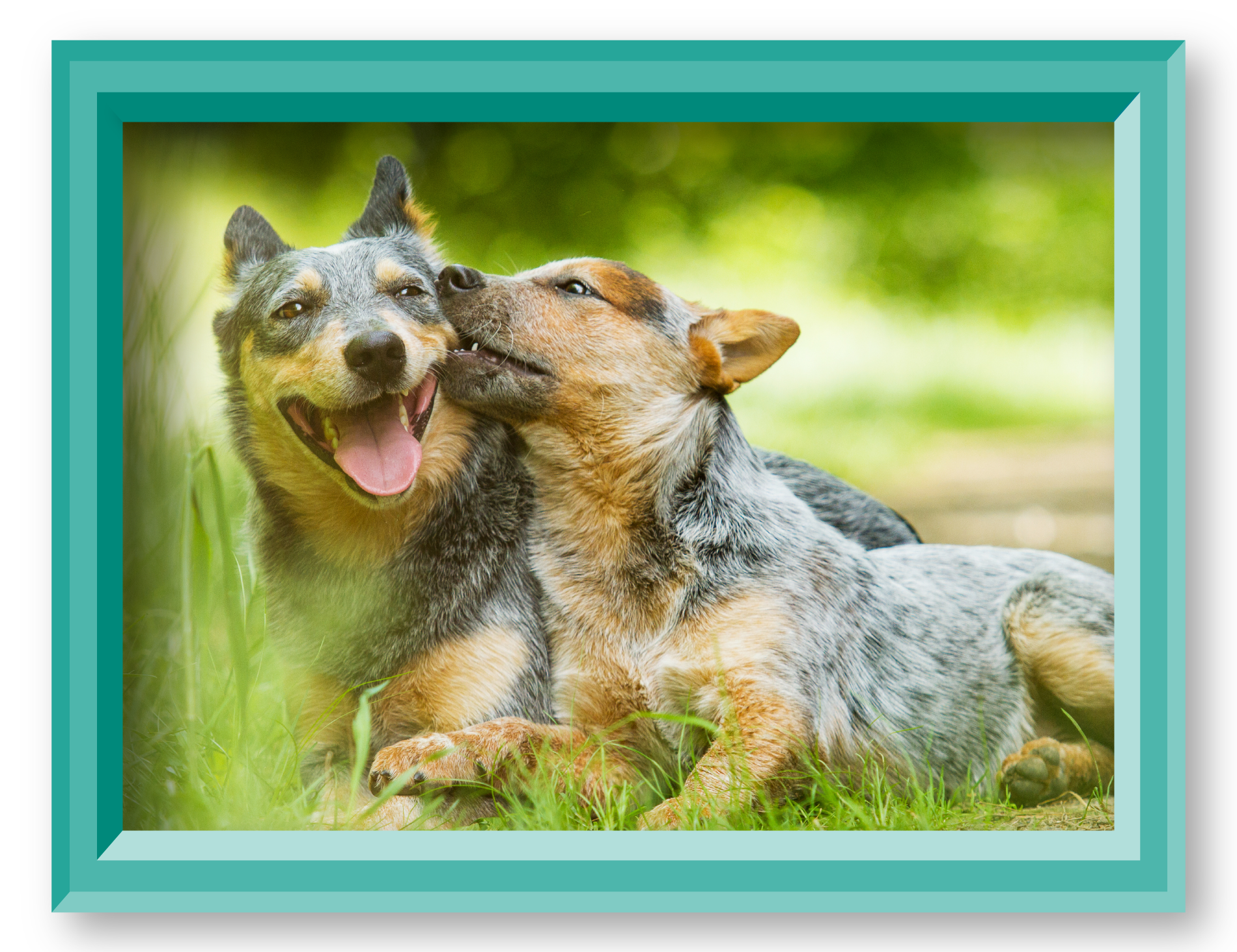 australian cattle dog wags its tail