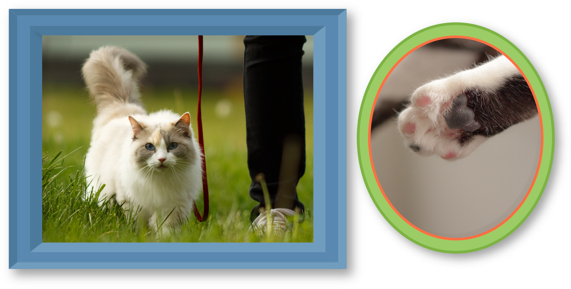 RAGDOLL-IMAGE-5