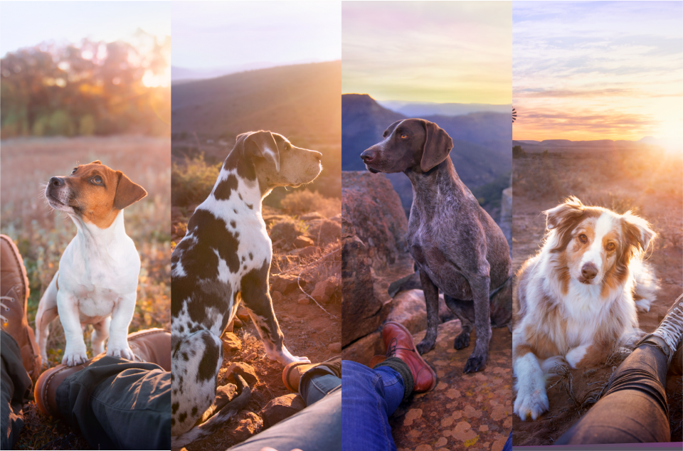 It’s the Picturesque NEW Montego Karoo! Montego Pet Nutrition News