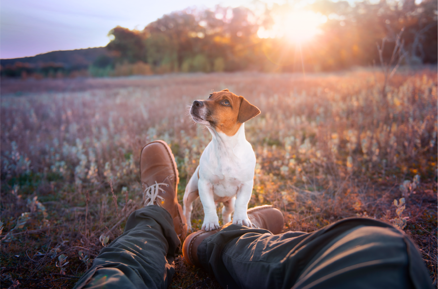 It’s the Picturesque NEW Montego Karoo! Montego Pet Nutrition News