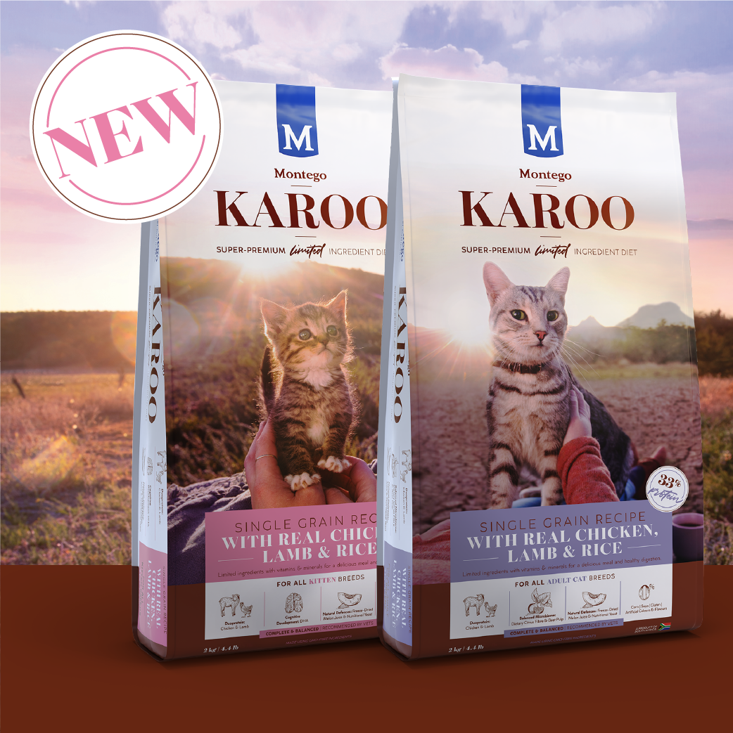 03378 MTGO KAROO CAT BLOG POST-06